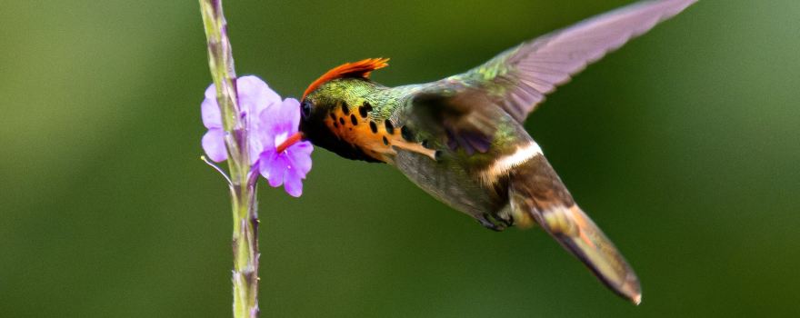 Bajnath's Estate Hummingbird Sanctuary