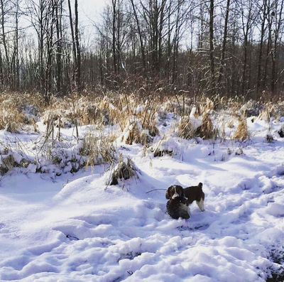 Bullseye Pheasant Preserve