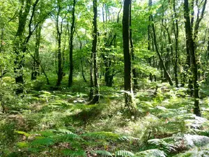 Belvédère du Mont des Avaloirs