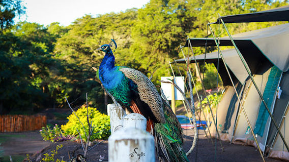 Ngodini bunduz adventure park