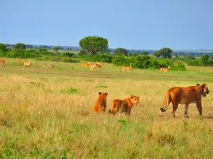 Queen Elizabeth national Park Uganda