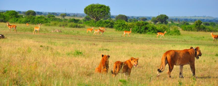 Queen Elizabeth national Park Uganda