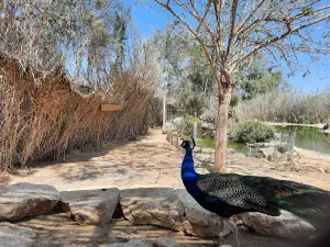Negev Zoo