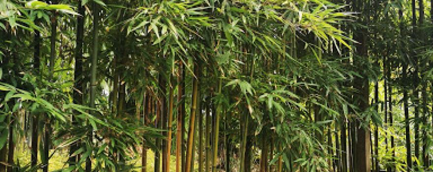 Mr Bamboo