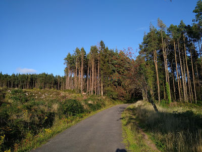 Cratloe Wood Forest Park