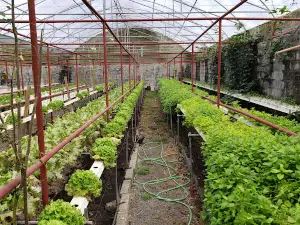 PLANTATION VANILLE ST JULIEN D'HOTMAN