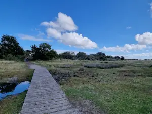 Kobbeduinen