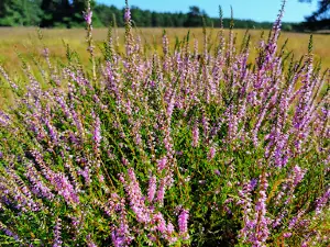 Central Lüß Plateau Heathland