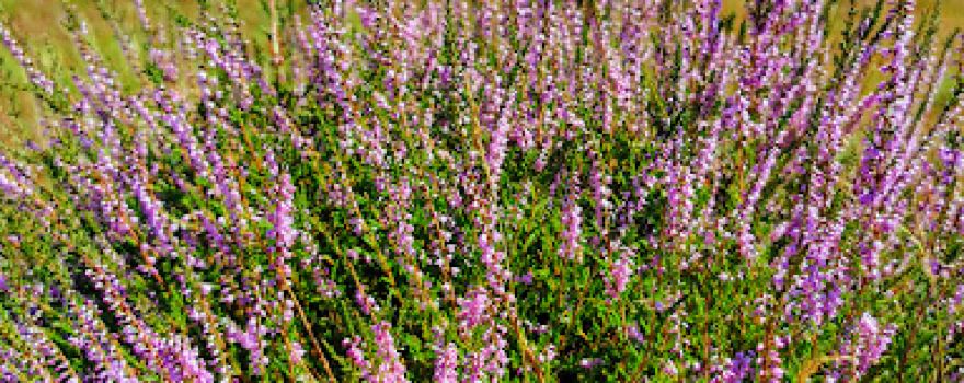 Central Lüß Plateau Heathland
