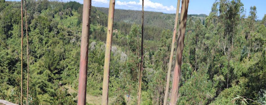CANOPY EXTREMO RANQUILCO