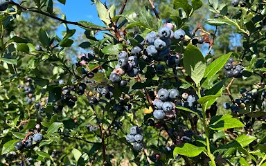 Falcon Blueberries