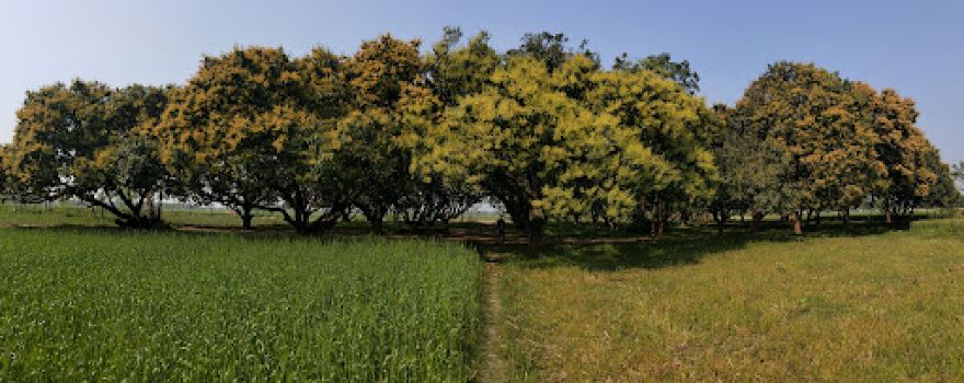 Mishra'S Garden of fruits