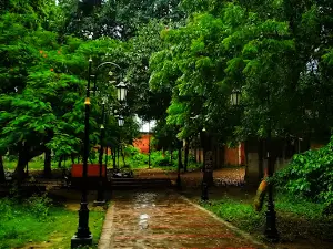 Paarijaat Tree, Sultanpur (U.P.)