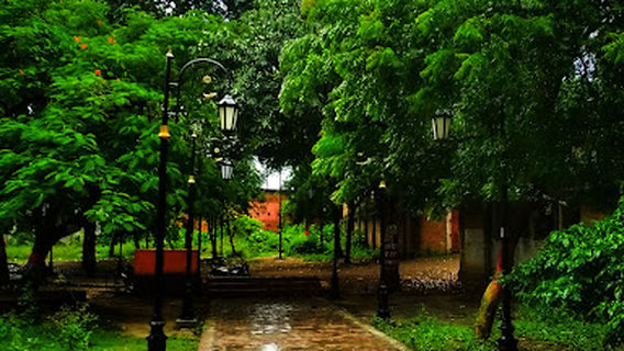 Paarijaat Tree, Sultanpur (U.P.)