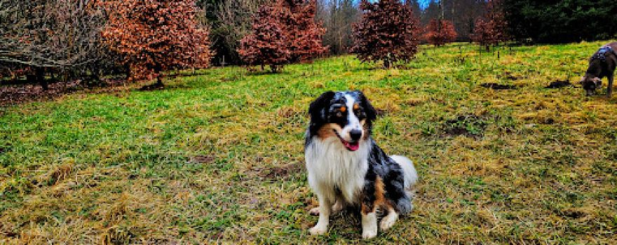 Hundefreilauf Segeberger Forst