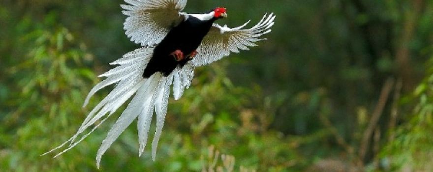 Yunhai Renjia Ecological Cultural Experience Center (Ziyun Ecological Birdwatching Photography Base)