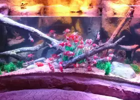 名古屋SEA LIFE水族館