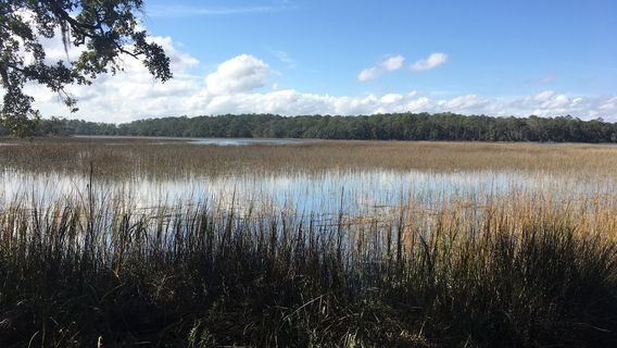 Savannah