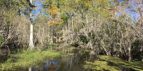 Everglades Day Safari