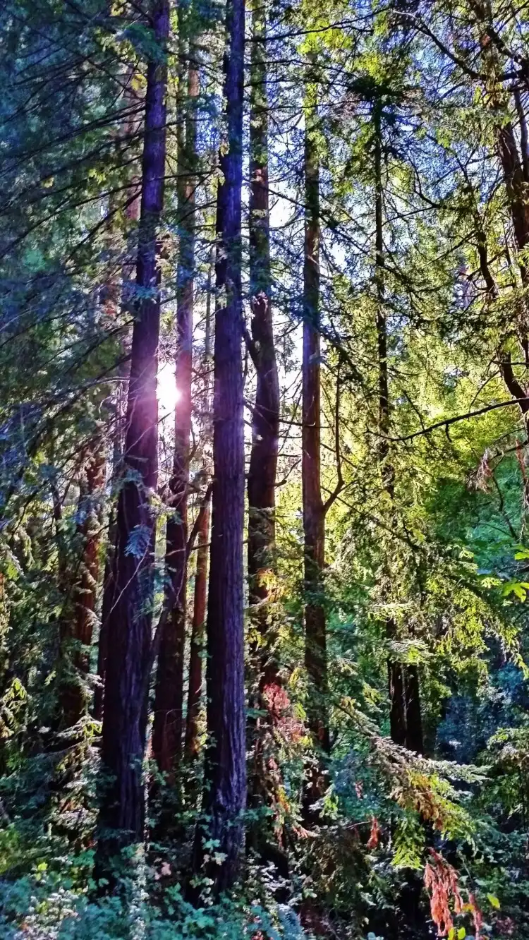 Hotels near Samuel P Taylor State Park