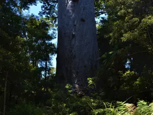 Waipoua Forest