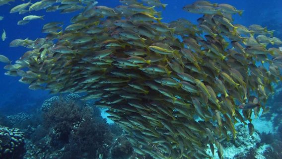 Divine Diving, Yoga & Dive Center