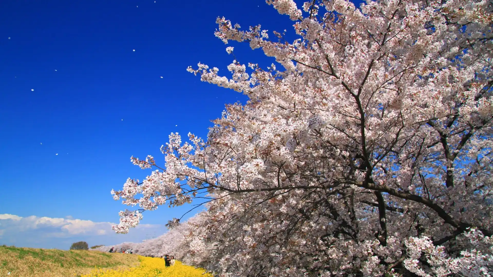 Hotels near Kumagaya Sakura Tsutsumi