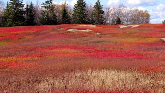 Beech Hill Preserve