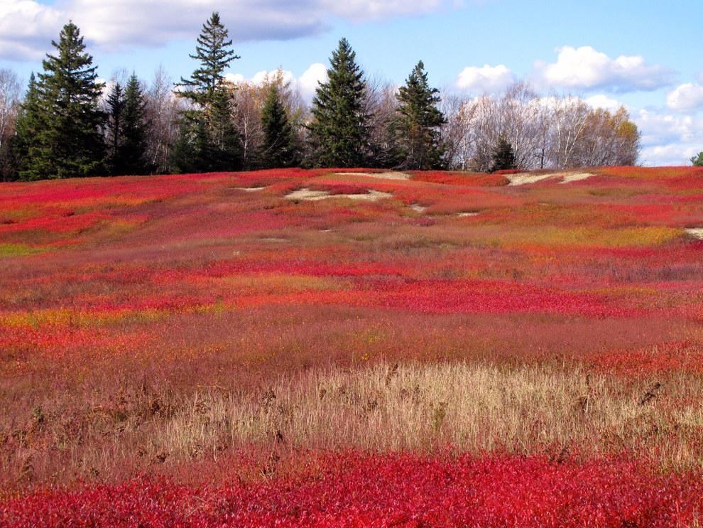 Beech Hill Preserve