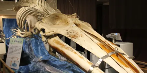 島根縣立三瓶自然館