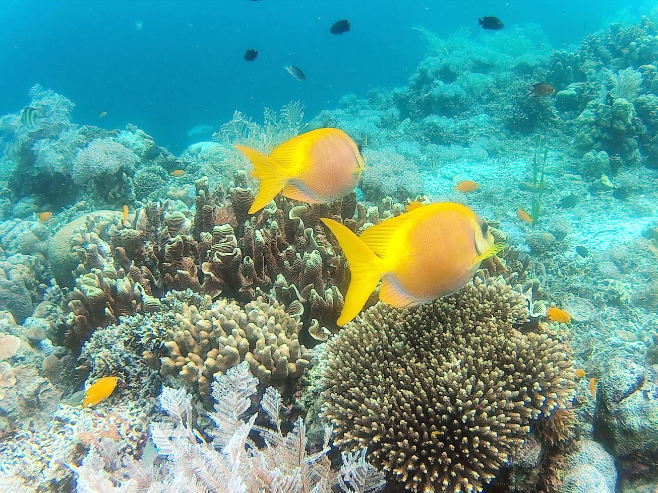 Coral Sea Dive Cebu