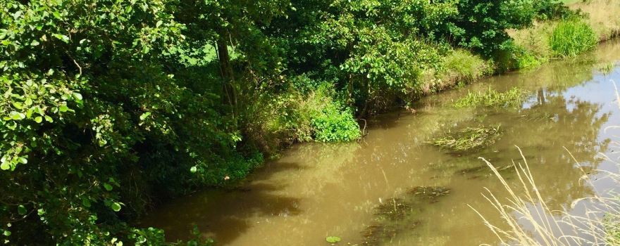 Grote Netewoud - Meerhout