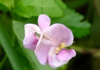 Luton Valley Bird Sanctuary