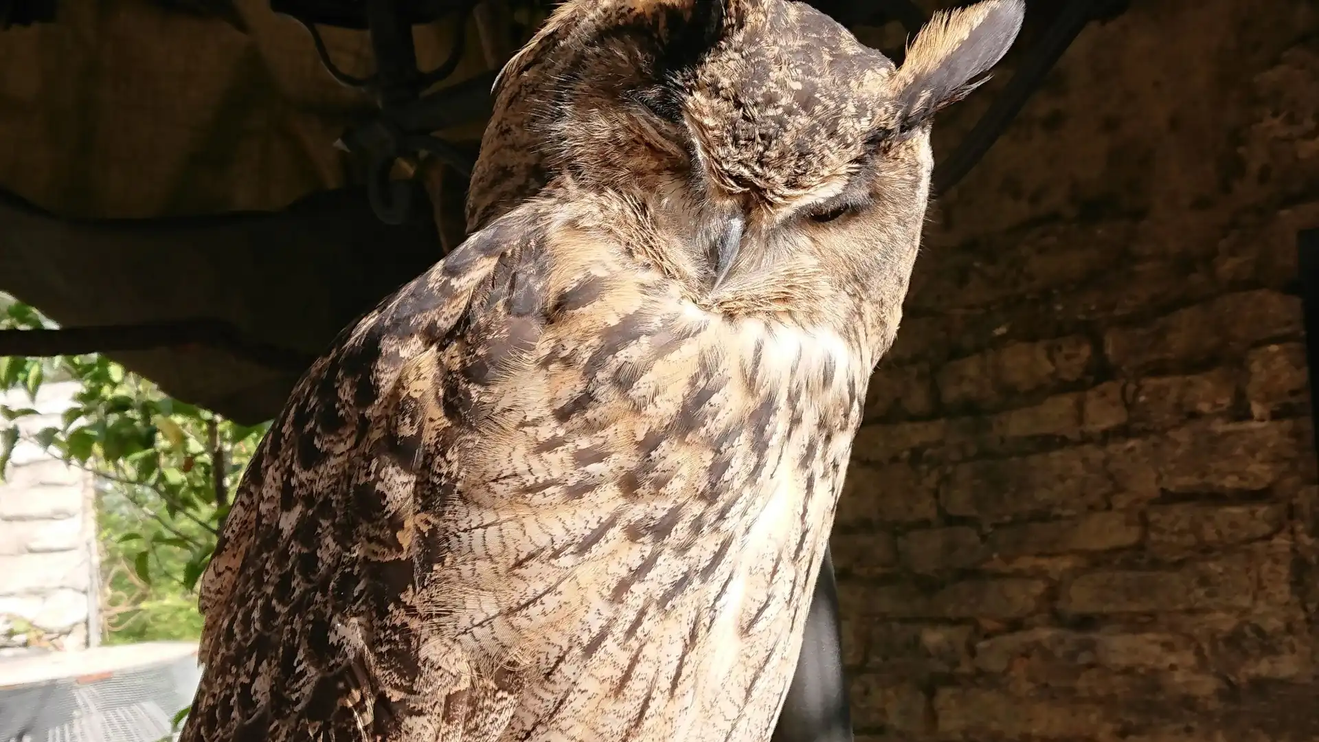 鄰近湯布院貓頭鷹之森林的酒店