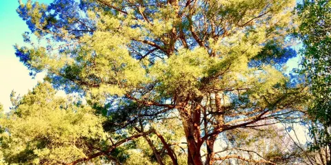 Reserve naturelle du Pinail