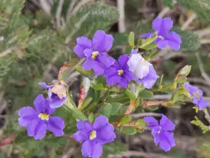 DRUMMOND RESERVE