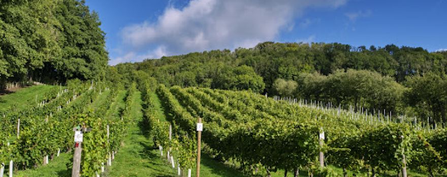 Godstone Vineyards