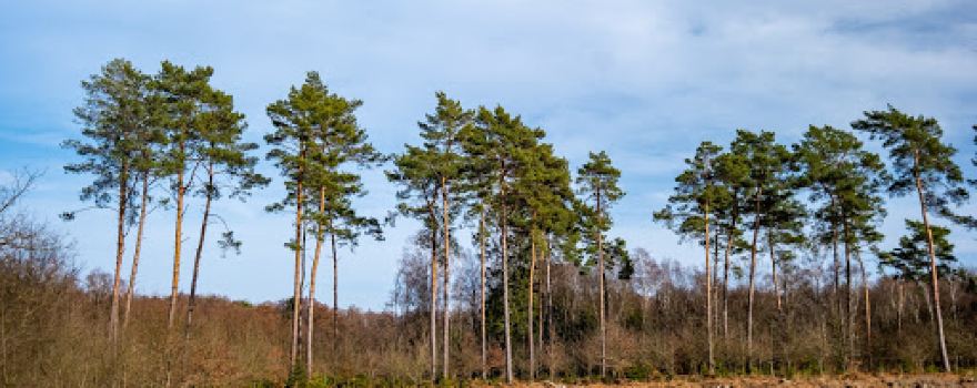 Birgeler Urwald