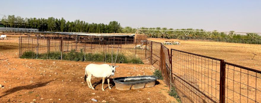 Deer Farm