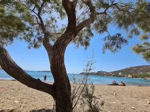 Paralia Agriolivado