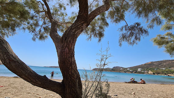 Paralia Agriolivado