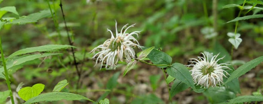 Chinquapin Trail
