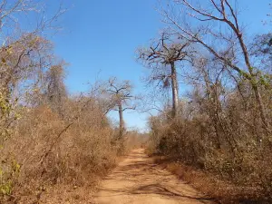 National Forest Mata Grande