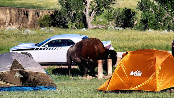 Sage Creek Campground