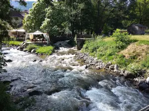 Bahus