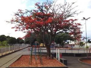 toys Park