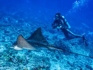 Topdive Rangiroa