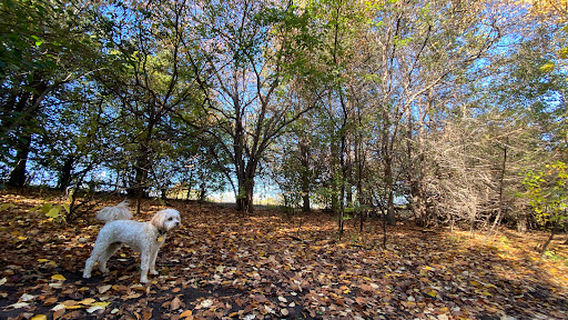Парк Блумингтон Офф-лиш Дог