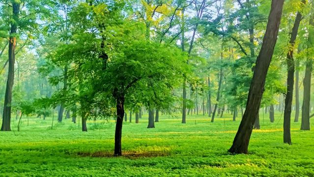 Minquan National Forest