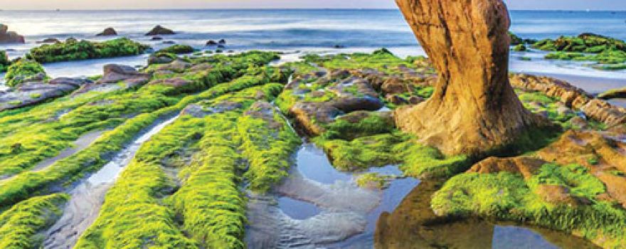 Beach Co Thach